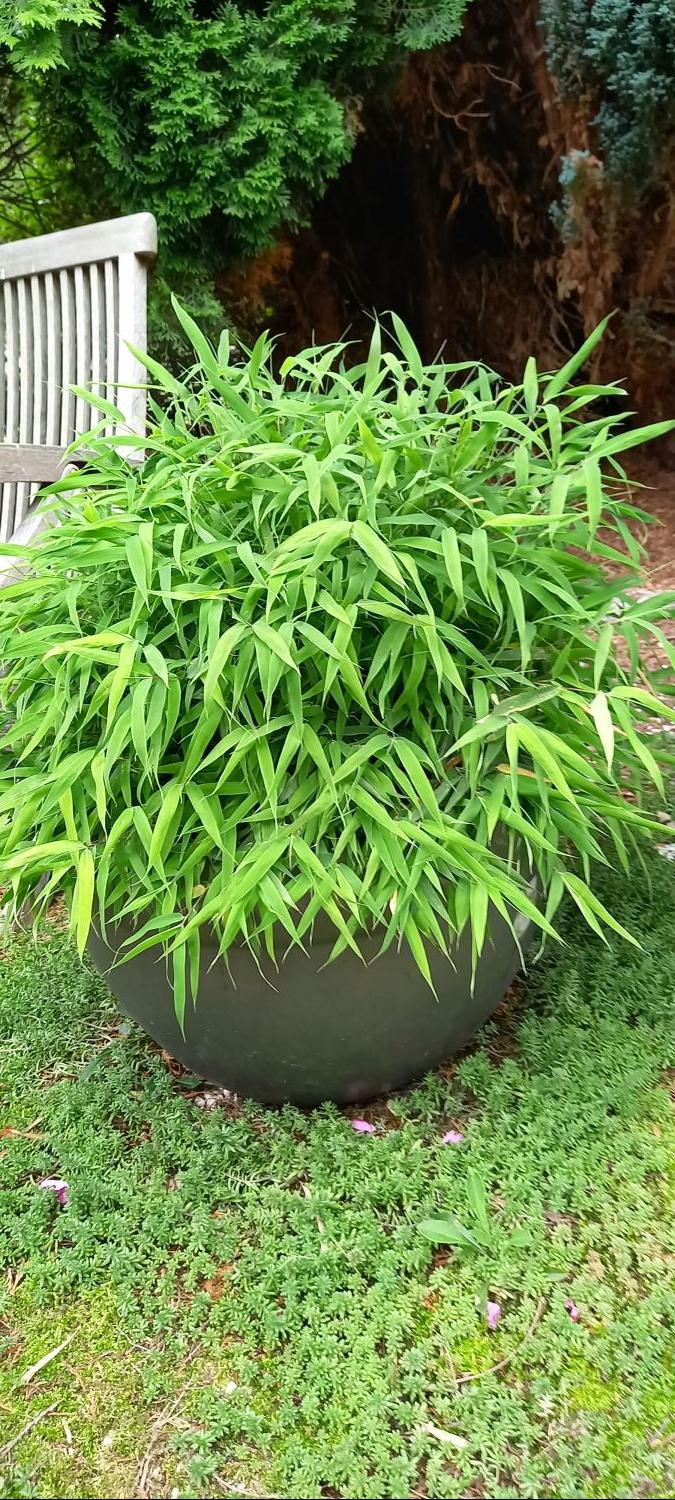 Zwergbambus 'Luca' - Fargesia murieliae 'Luca'