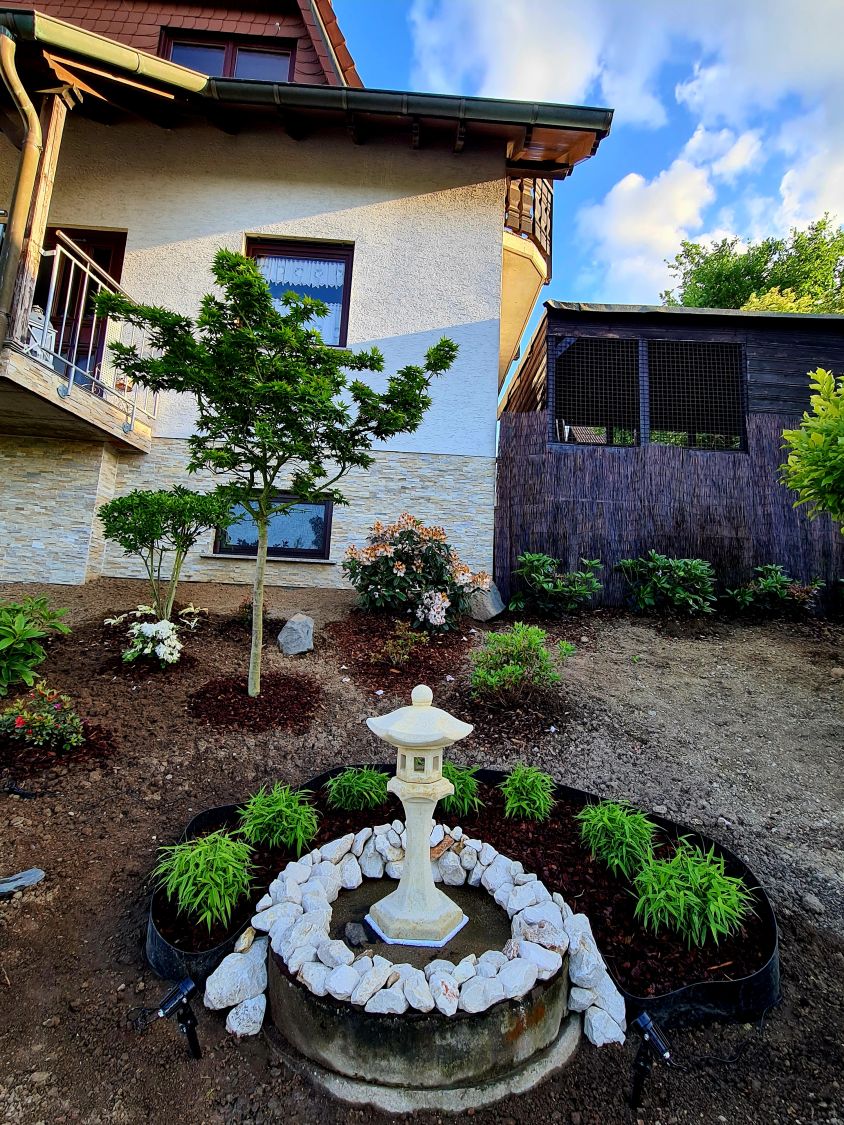 Zwergbambus 'Luca' - Fargesia murieliae 'Luca'