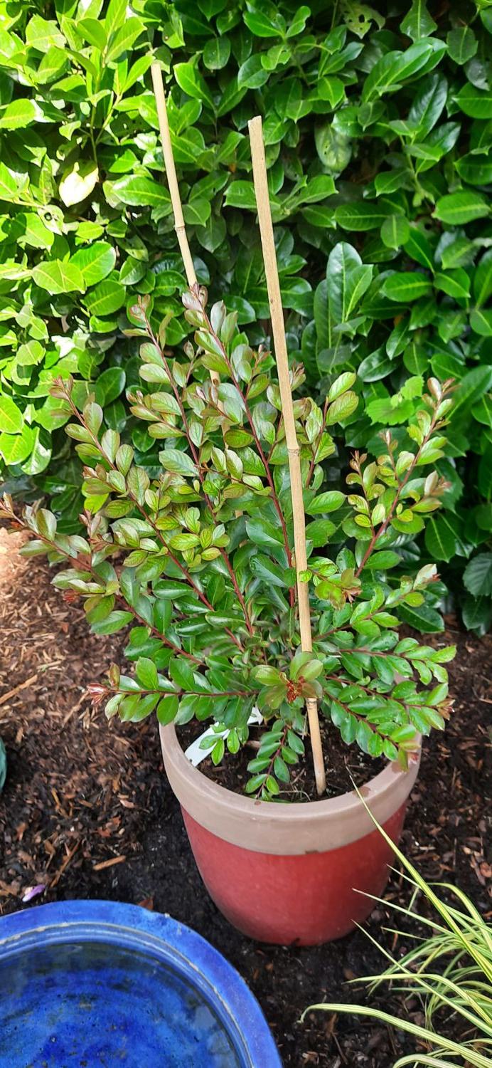 Zwergige Kräuselmyrte 'Red Imperator' - Lagerstroemia nana 'Red Imperator'