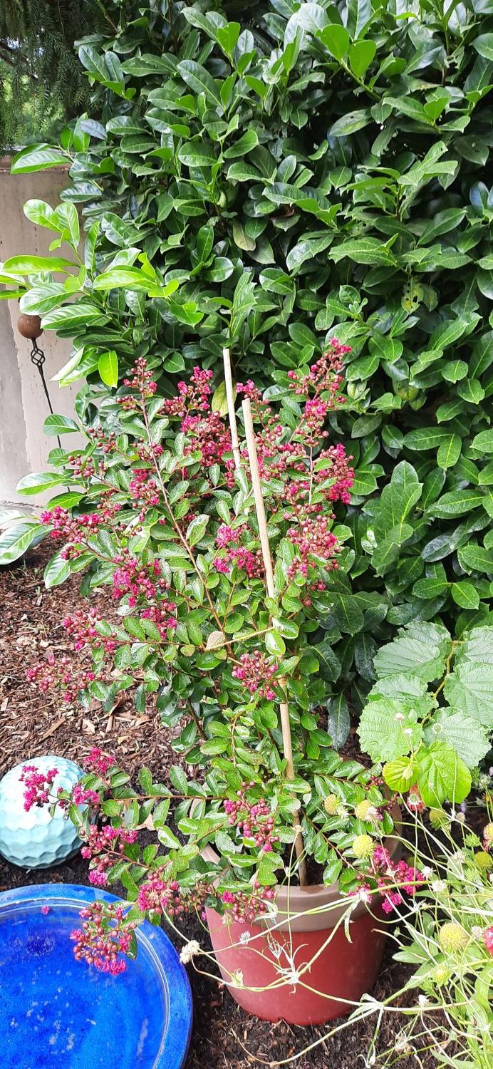 Zwergige Kräuselmyrte 'Red Imperator' - Lagerstroemia nana 'Red Imperator'