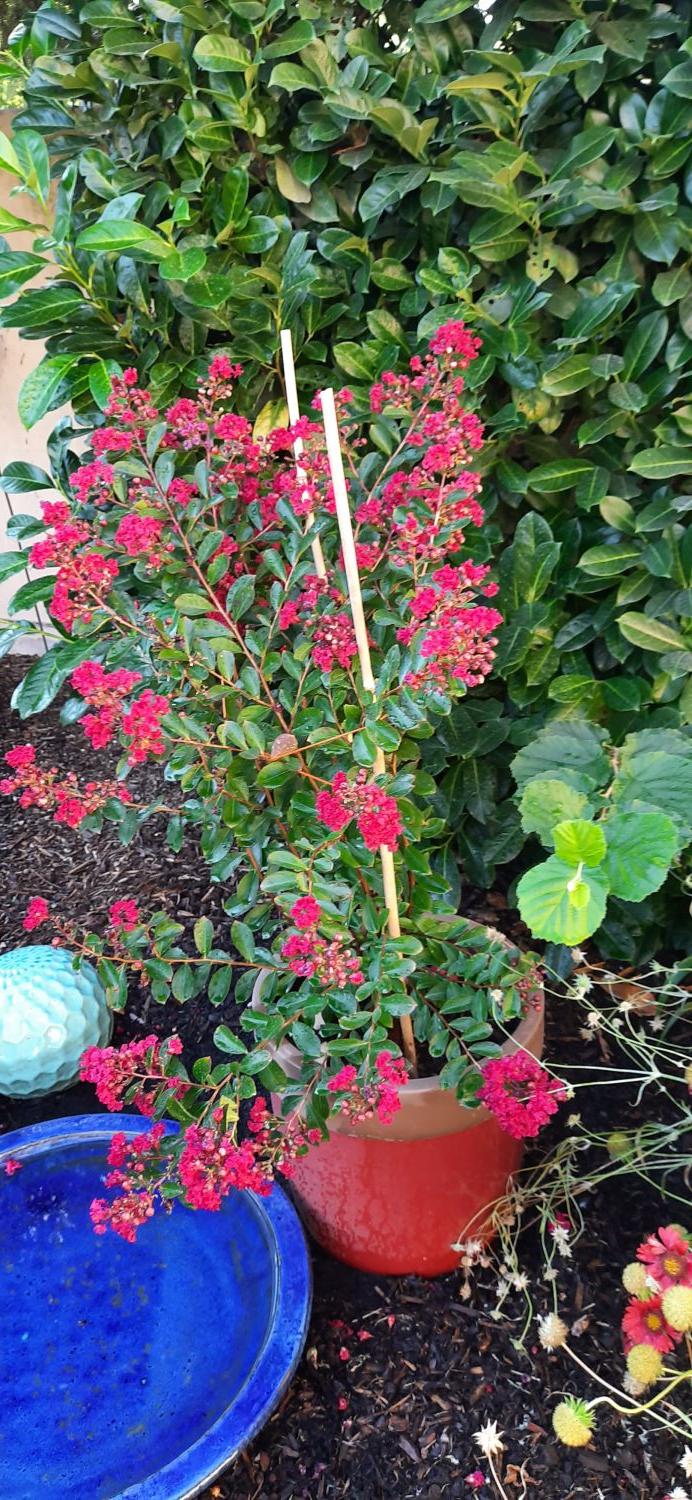Zwergige Kräuselmyrte 'Red Imperator' - Lagerstroemia nana 'Red Imperator'