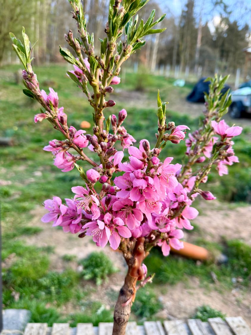Zwergnektarine 'Nectarella' - Prunus persica var. nucipersica 'Nectarella'