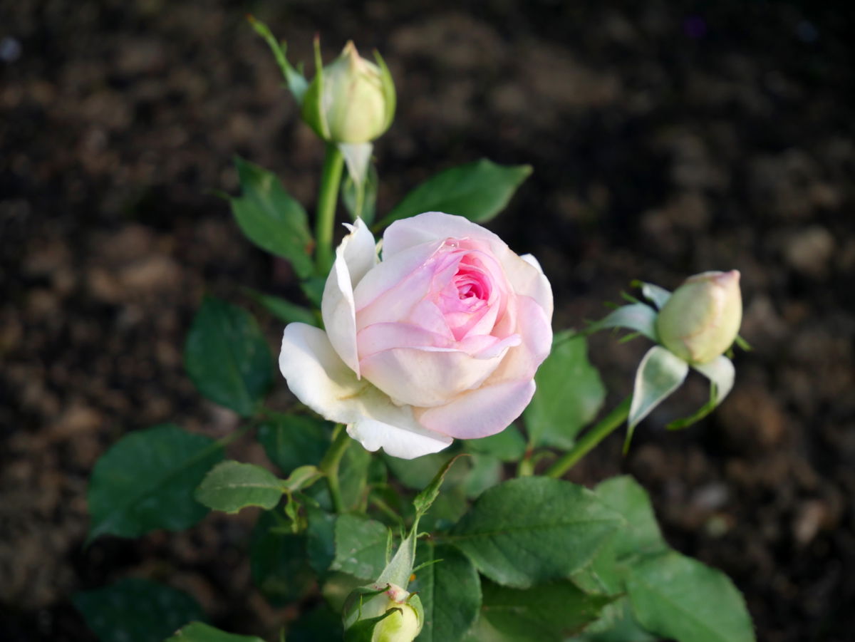 Zwergrose 'Biedermeier' ® - Rosa 'Biedermeier' ®