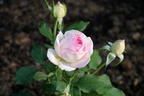 Zwergrose 'Biedermeier' ® - Rosa 'Biedermeier' ®