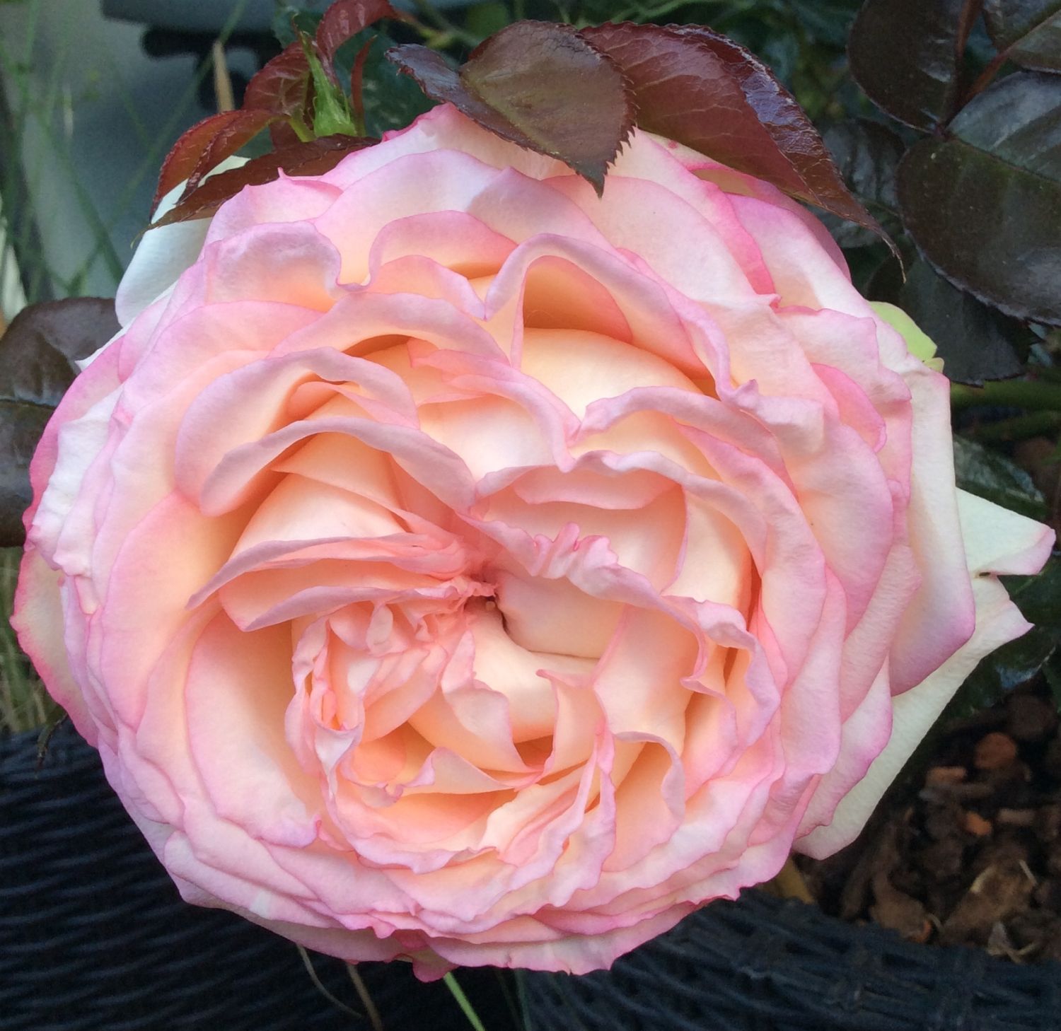 Zwergrose 'Biedermeier' ® - Rosa 'Biedermeier' ®