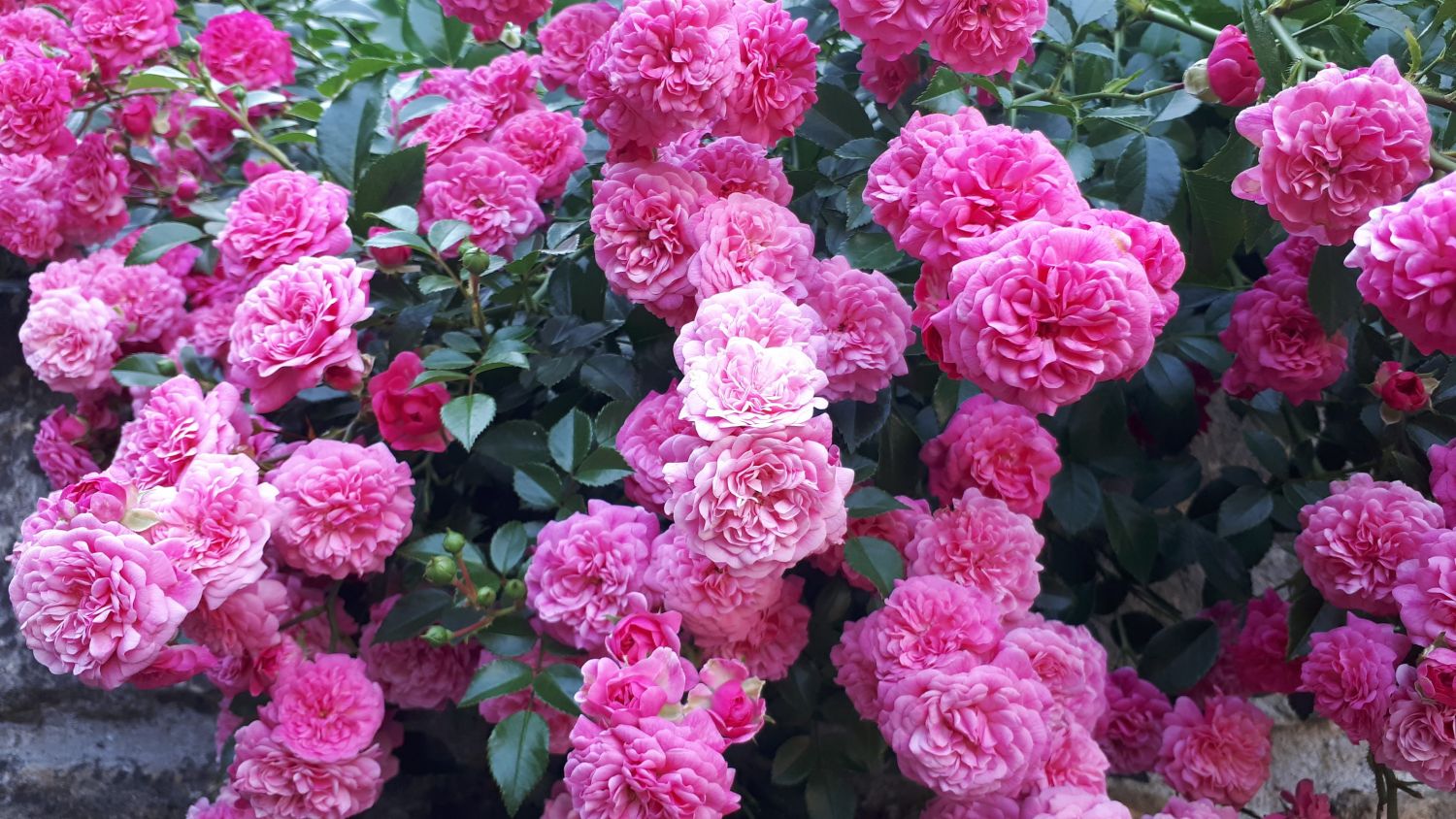 Zwergrose / Bodendecker-Rose 'Pepita' ® - Rosa 'Pepita' ®