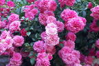 Zwergrose / Bodendecker-Rose 'Pepita' ® - Rosa 'Pepita' ®