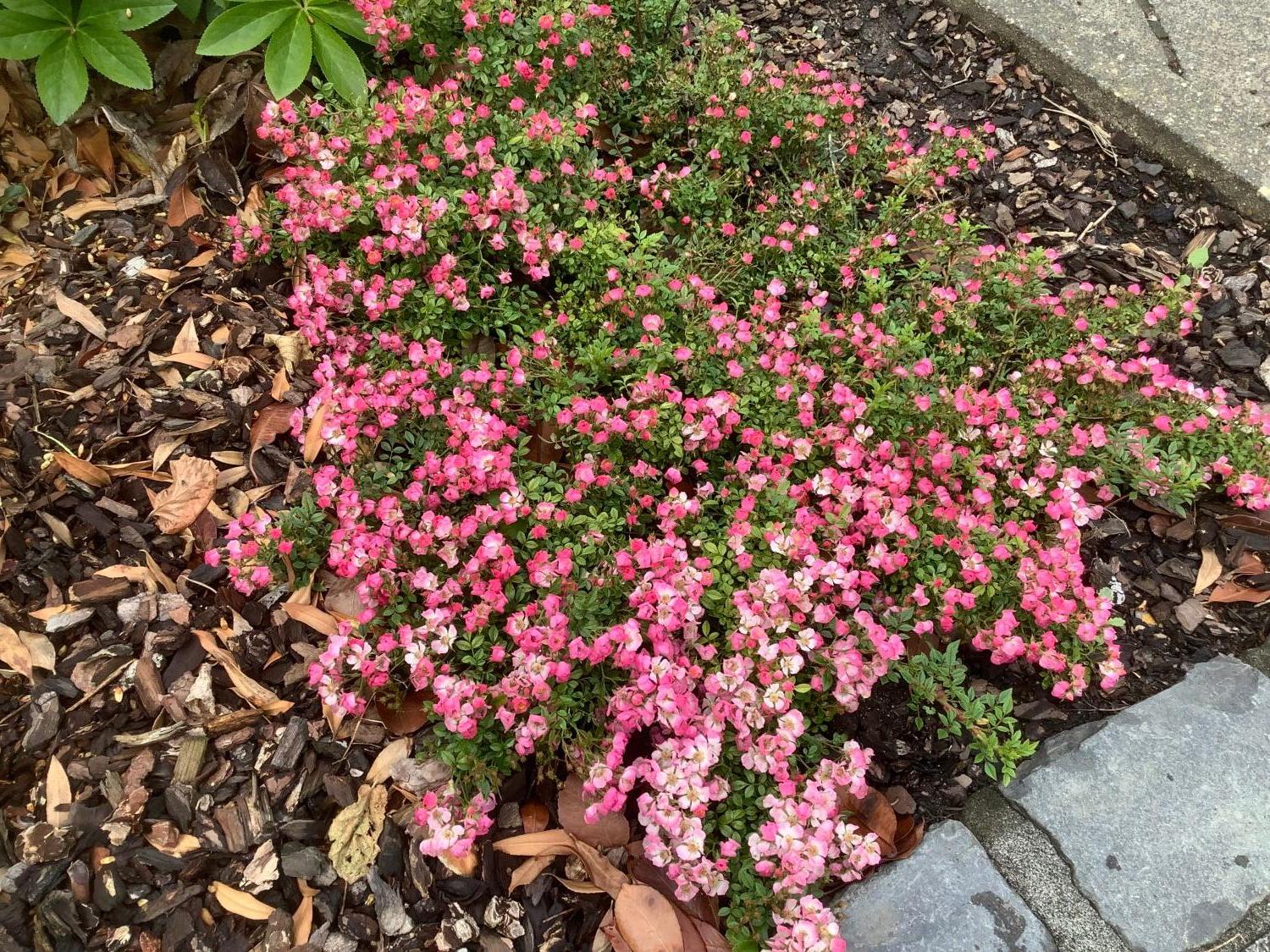 Zwergrose 'Cutie Pie' - Rosa 'Cutie Pie'