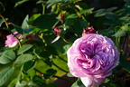 Zwergrose 'Lavender Ice' ® - Rosa 'Lavender Ice' ®
