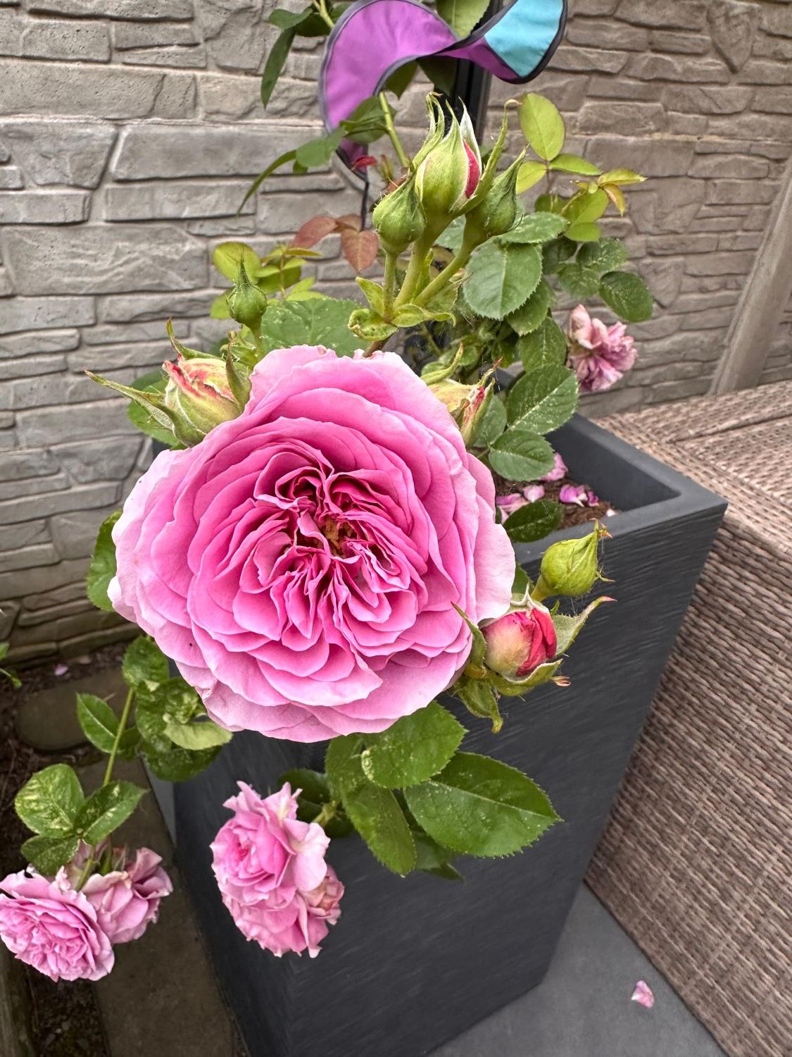 Zwergrose 'Lavender Ice' ® - Rosa 'Lavender Ice' ®