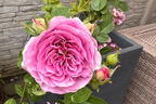 Zwergrose 'Lavender Ice' ® - Rosa 'Lavender Ice' ®