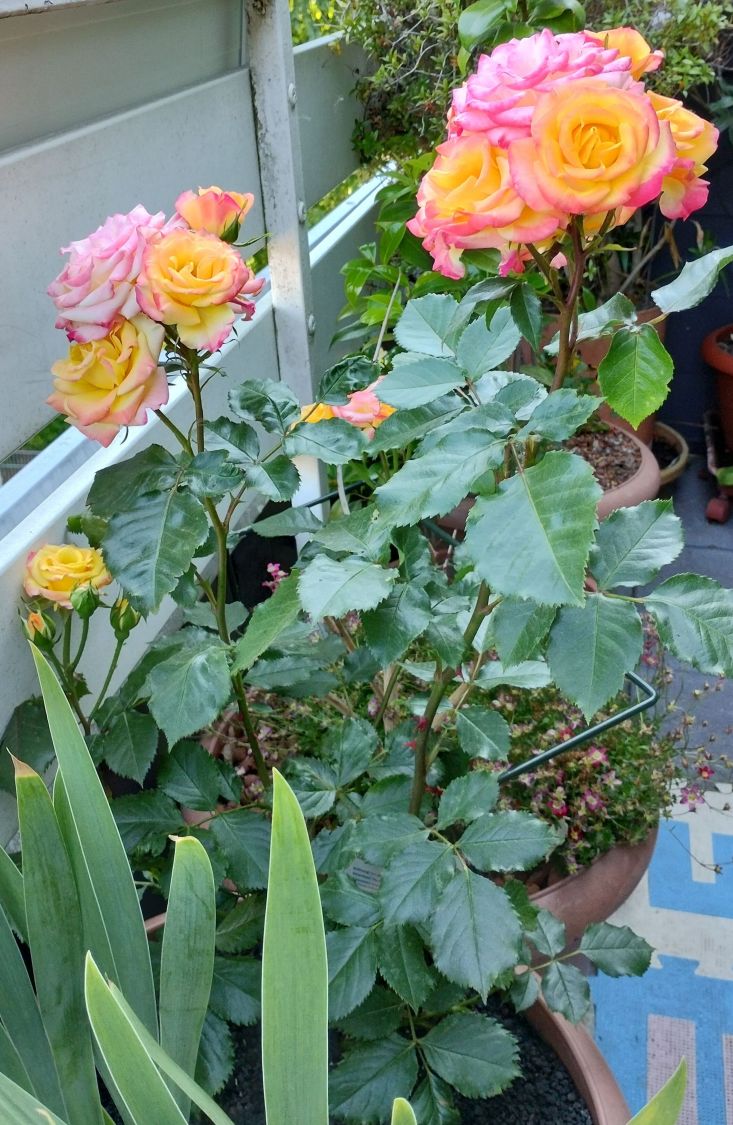 Zwergrose 'Tropical Clementine' ® - Rosa 'Tropical Clementine' ®