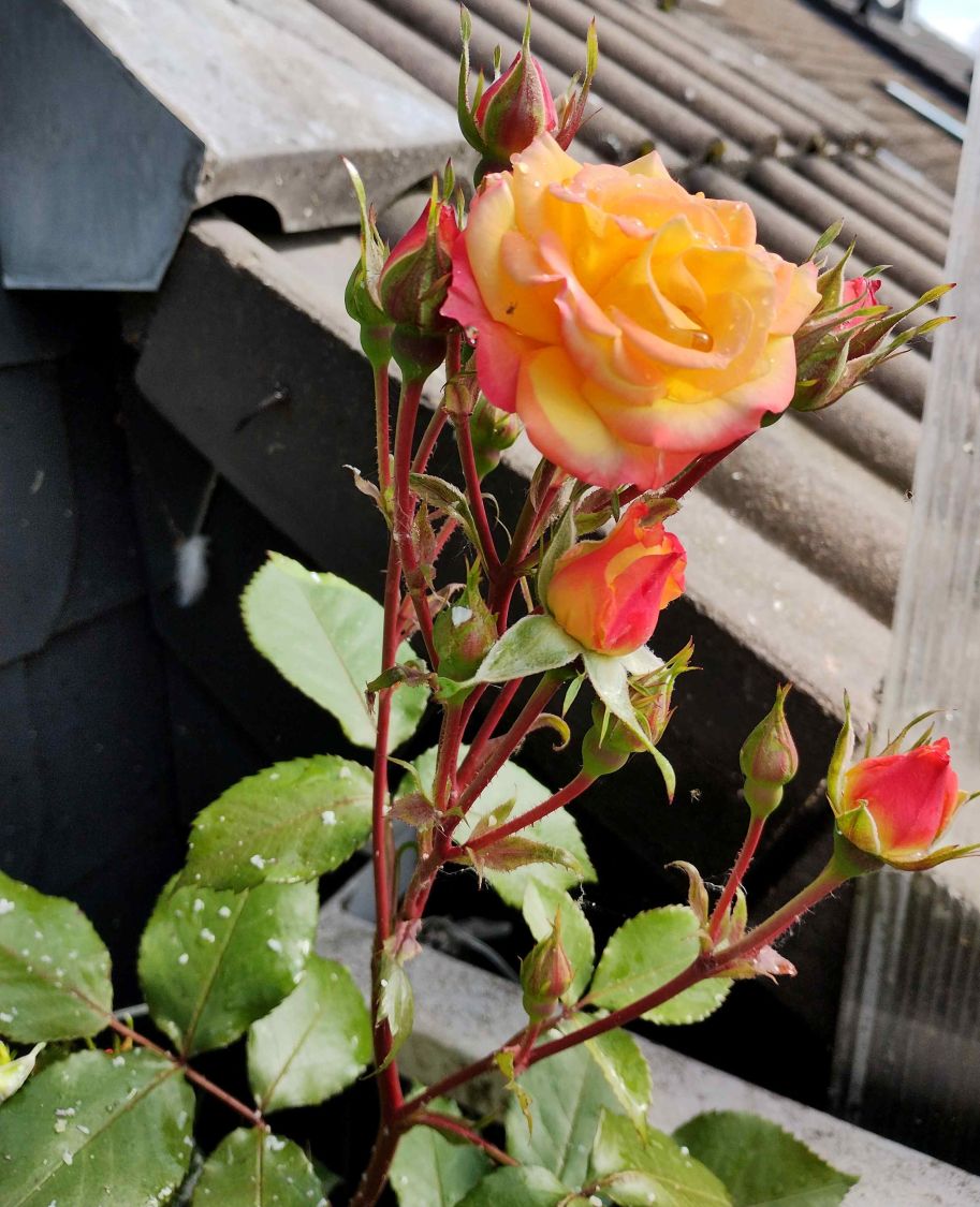 Zwergrose 'Tropical Clementine' ® - Rosa 'Tropical Clementine' ®