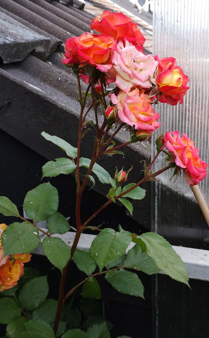 Zwergrose 'Tropical Clementine' ® - Rosa 'Tropical Clementine' ®