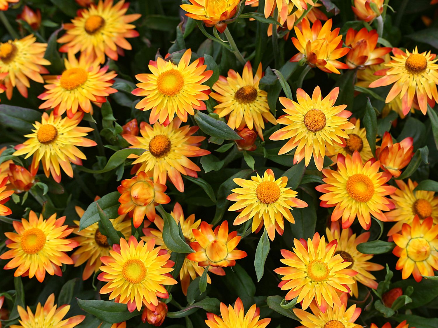 Bracteantha (Bracteantha)