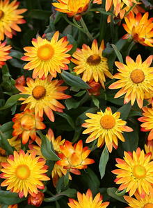 Bracteantha (Bracteantha)