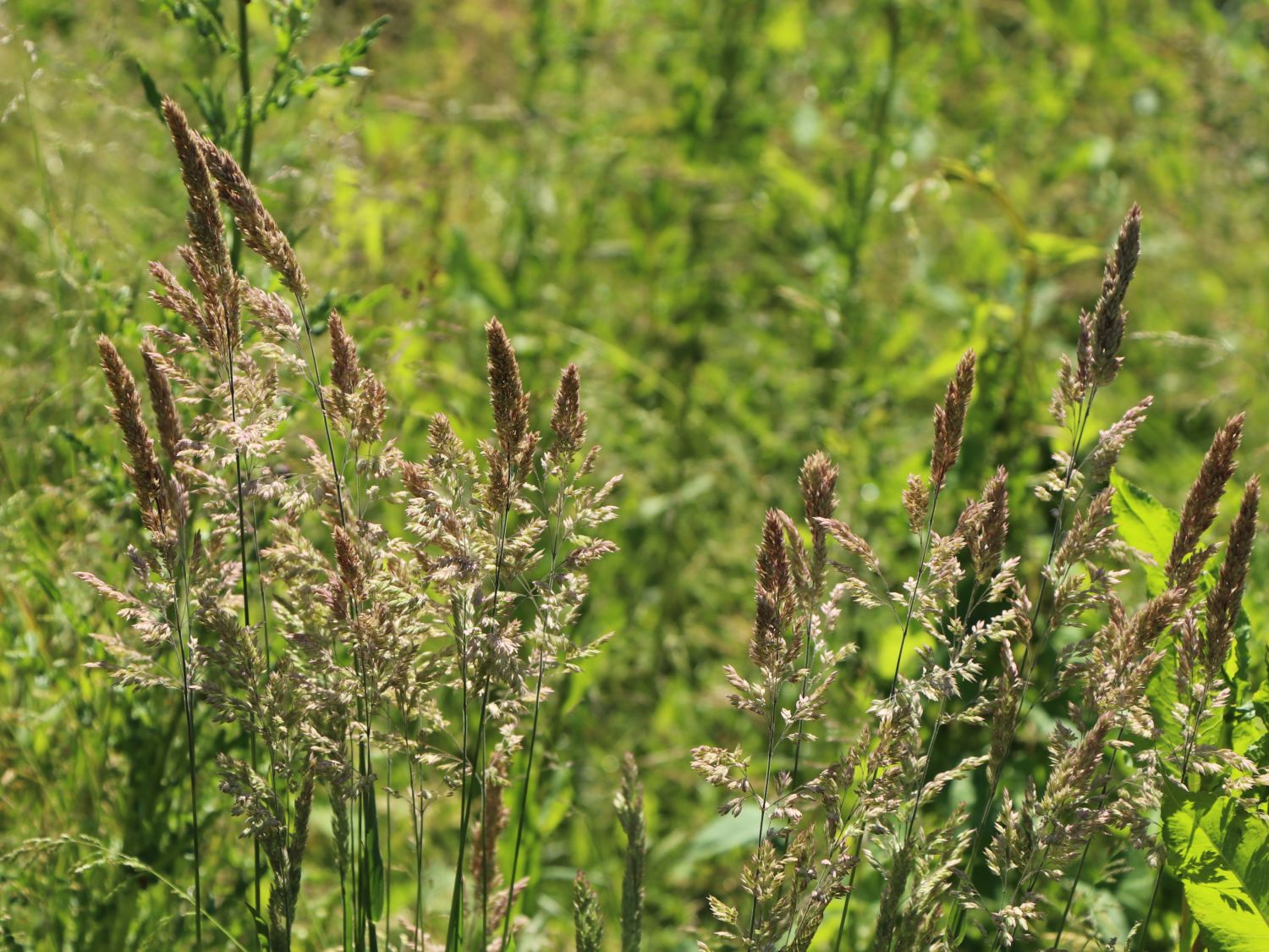 Honiggräser (Holcus)