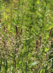 Honiggräser (Holcus)