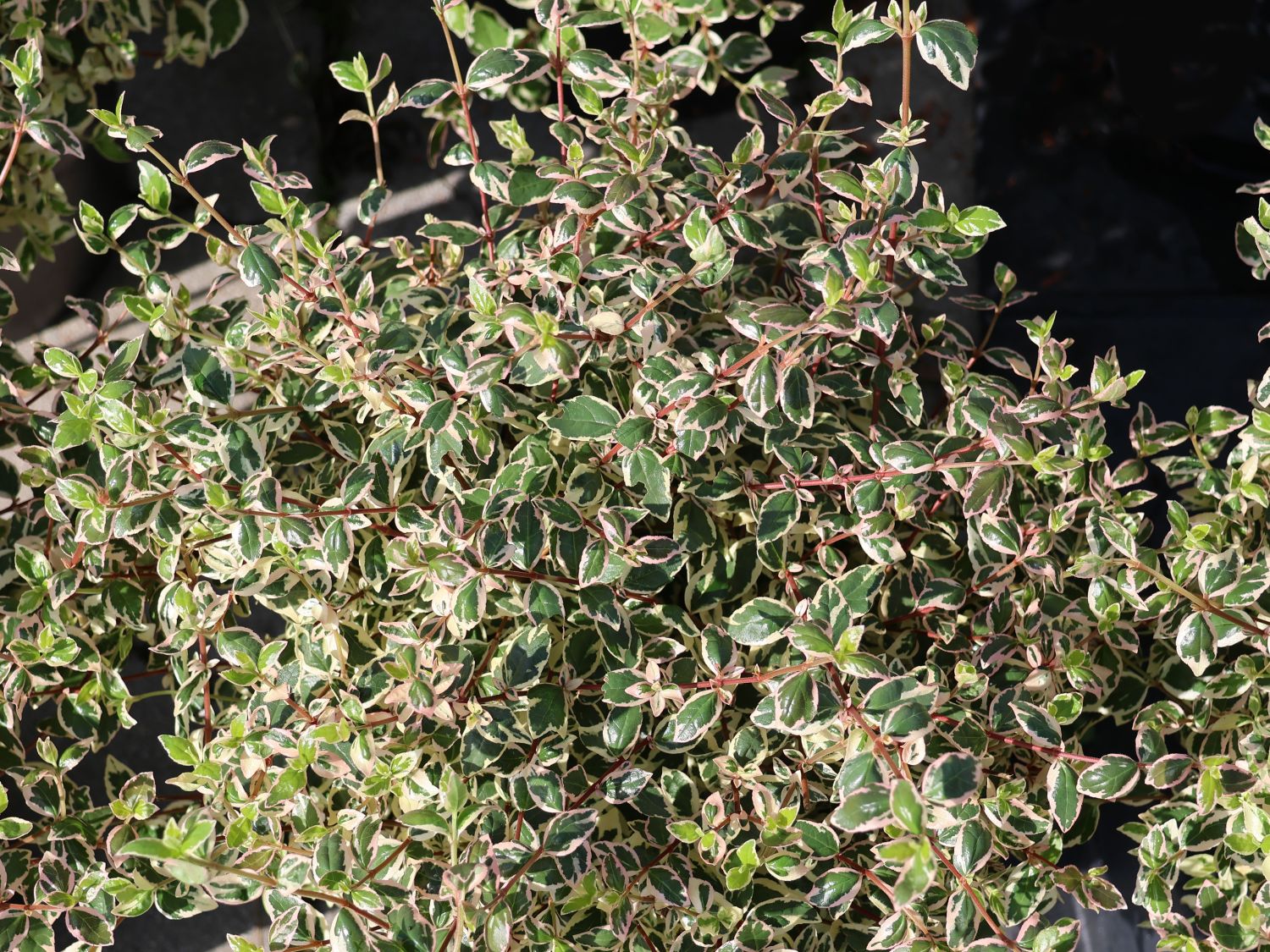 Abelie 'Magic Daydream'