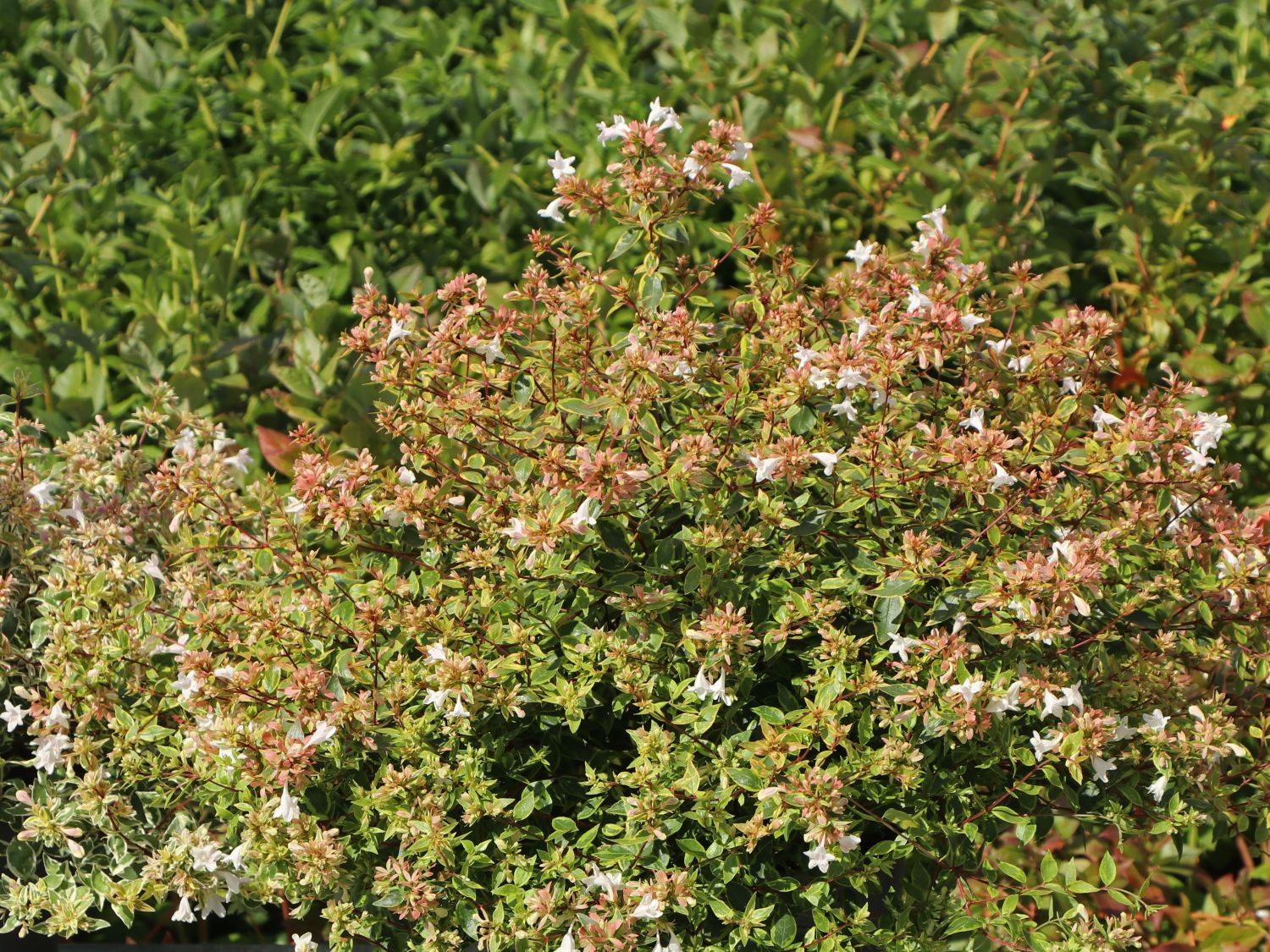 Abelie 'Sunshine Daydream' - Abelia x grandiflora 'Sunshine Daydream'