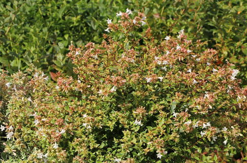 Abelie 'Sunshine Daydream' - Abelia x grandiflora 'Sunshine Daydream'