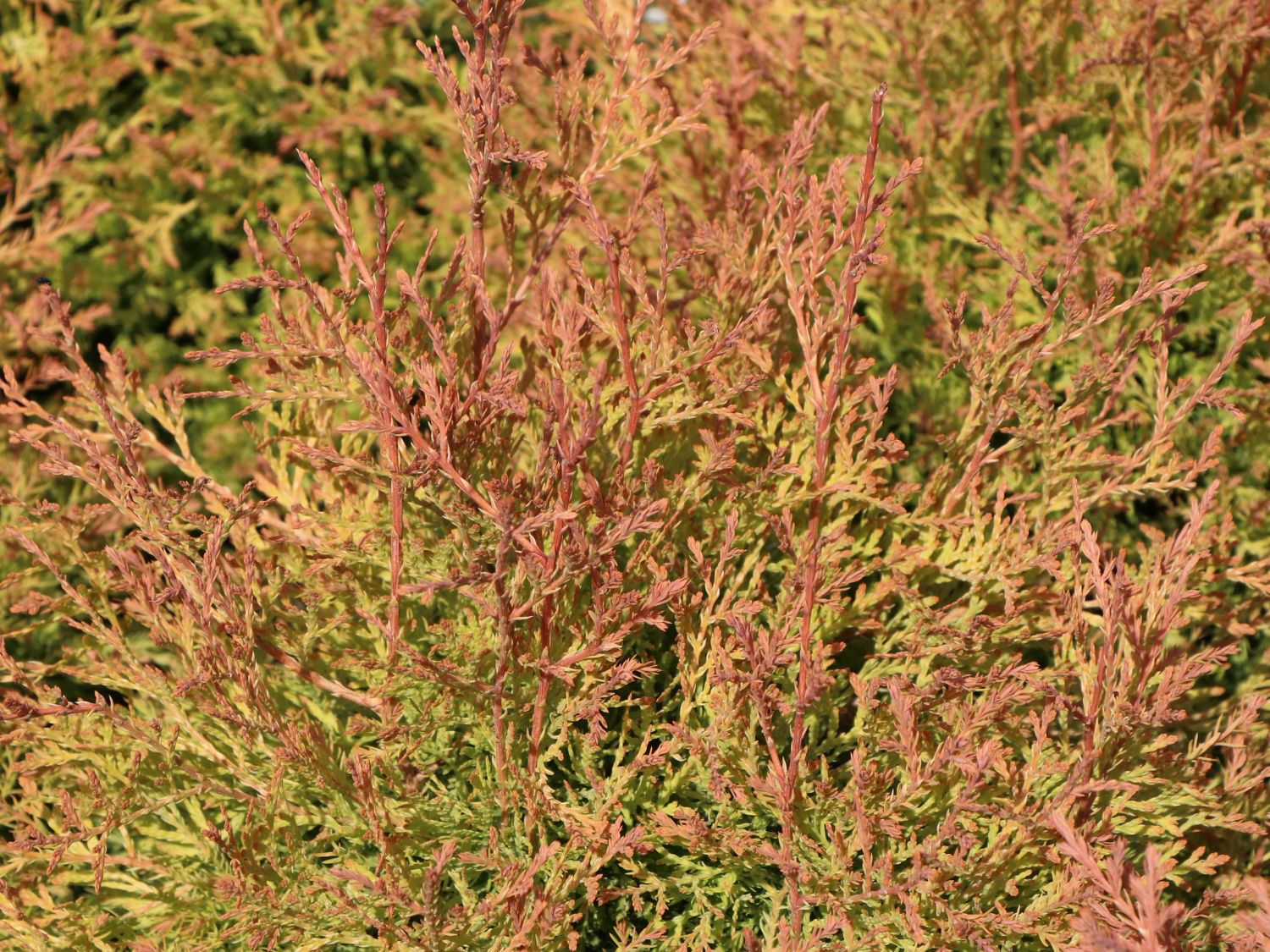 Abendländischer Lebensbaum 'Fire Chief' - Thuja occidentalis 'Fire Chief'