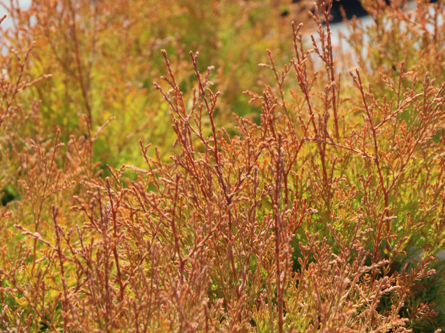 Abendländischer Lebensbaum 'Fire Chief' - Thuja occidentalis 'Fire Chief'