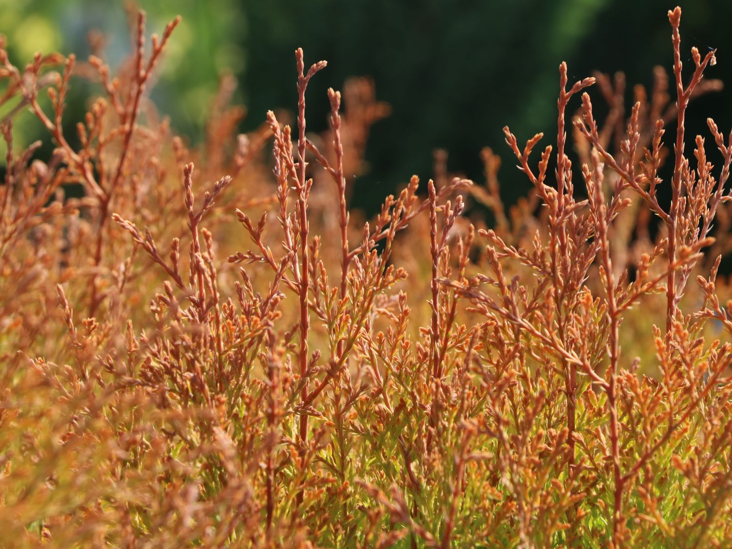 Abendländischer Lebensbaum 'Fire Chief' - Thuja occidentalis 'Fire Chief'