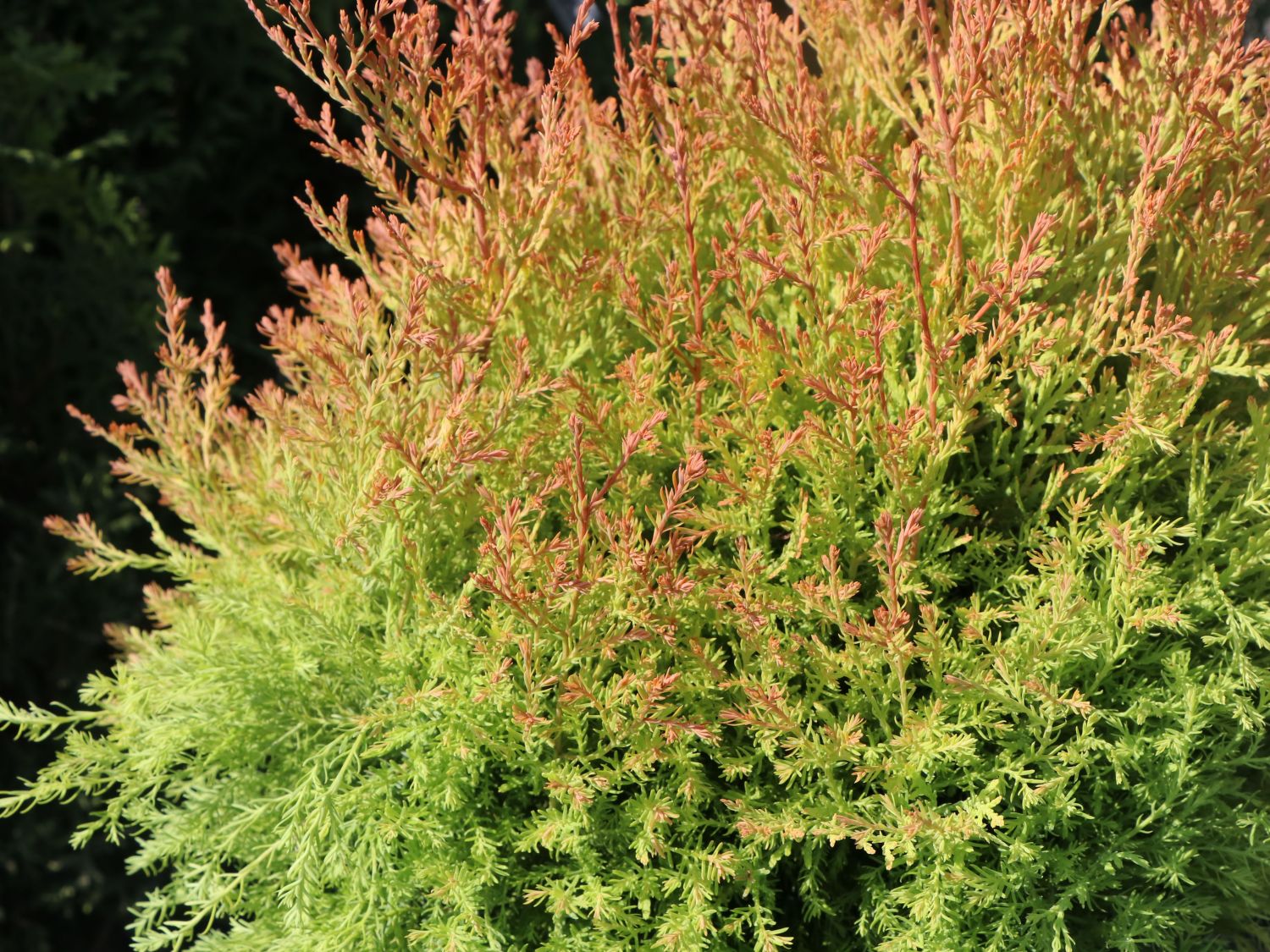 Abendländischer Lebensbaum 'Fire Chief' - Thuja occidentalis 'Fire Chief'