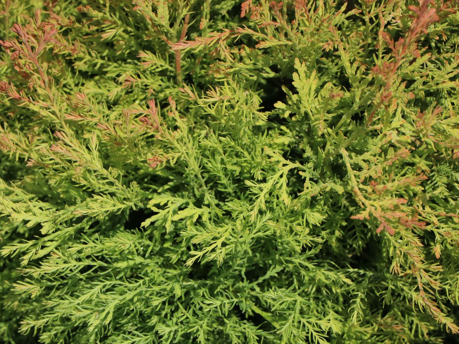 Abendländischer Lebensbaum 'Fire Chief' - Thuja occidentalis 'Fire Chief'