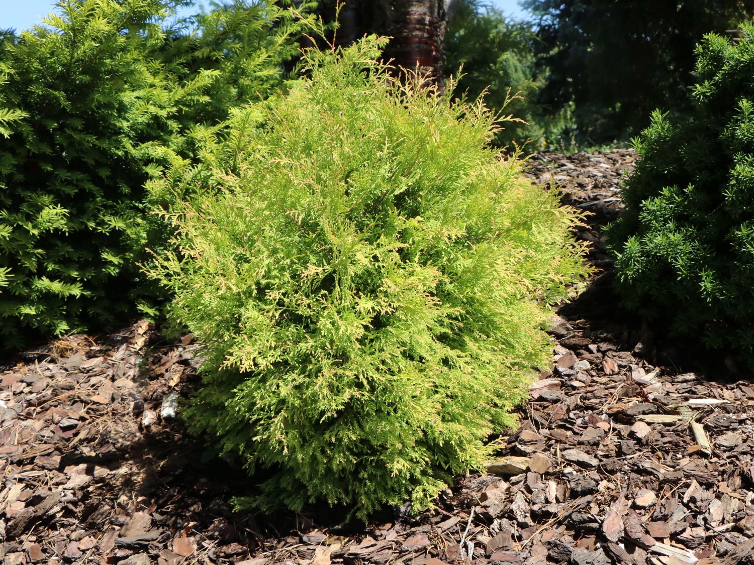 Abendländischer Lebensbaum 'Fire Chief' - Thuja occidentalis 'Fire Chief'