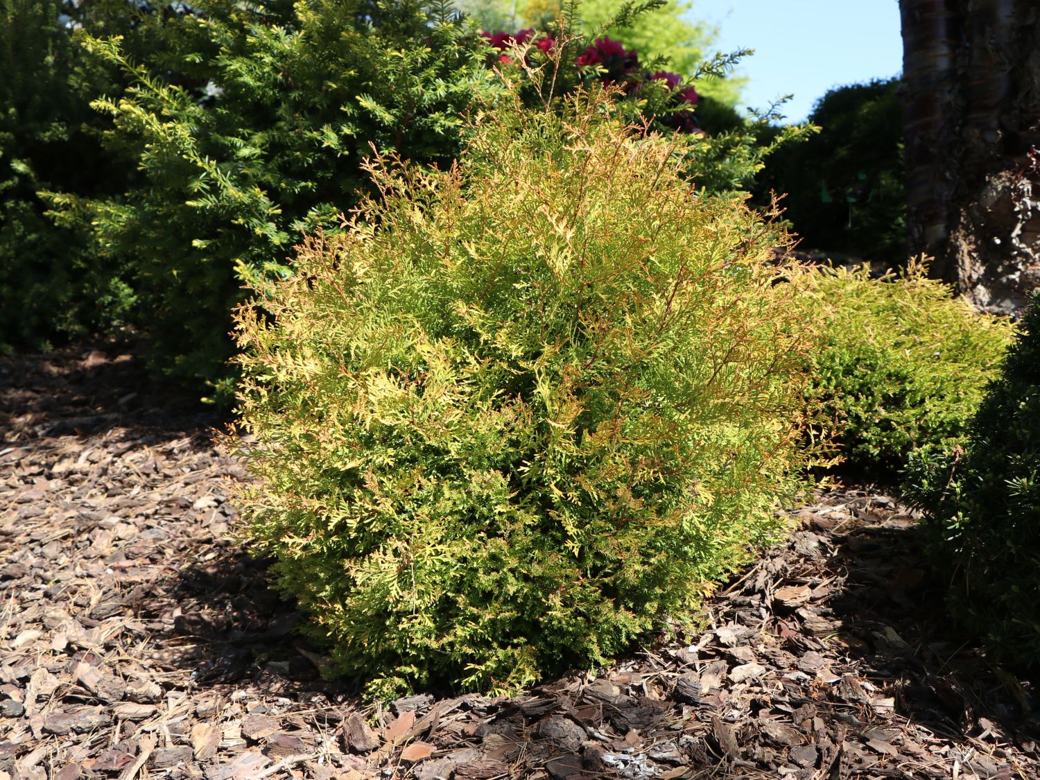 Abendländischer Lebensbaum 'Fire Chief' - Thuja occidentalis 'Fire Chief'