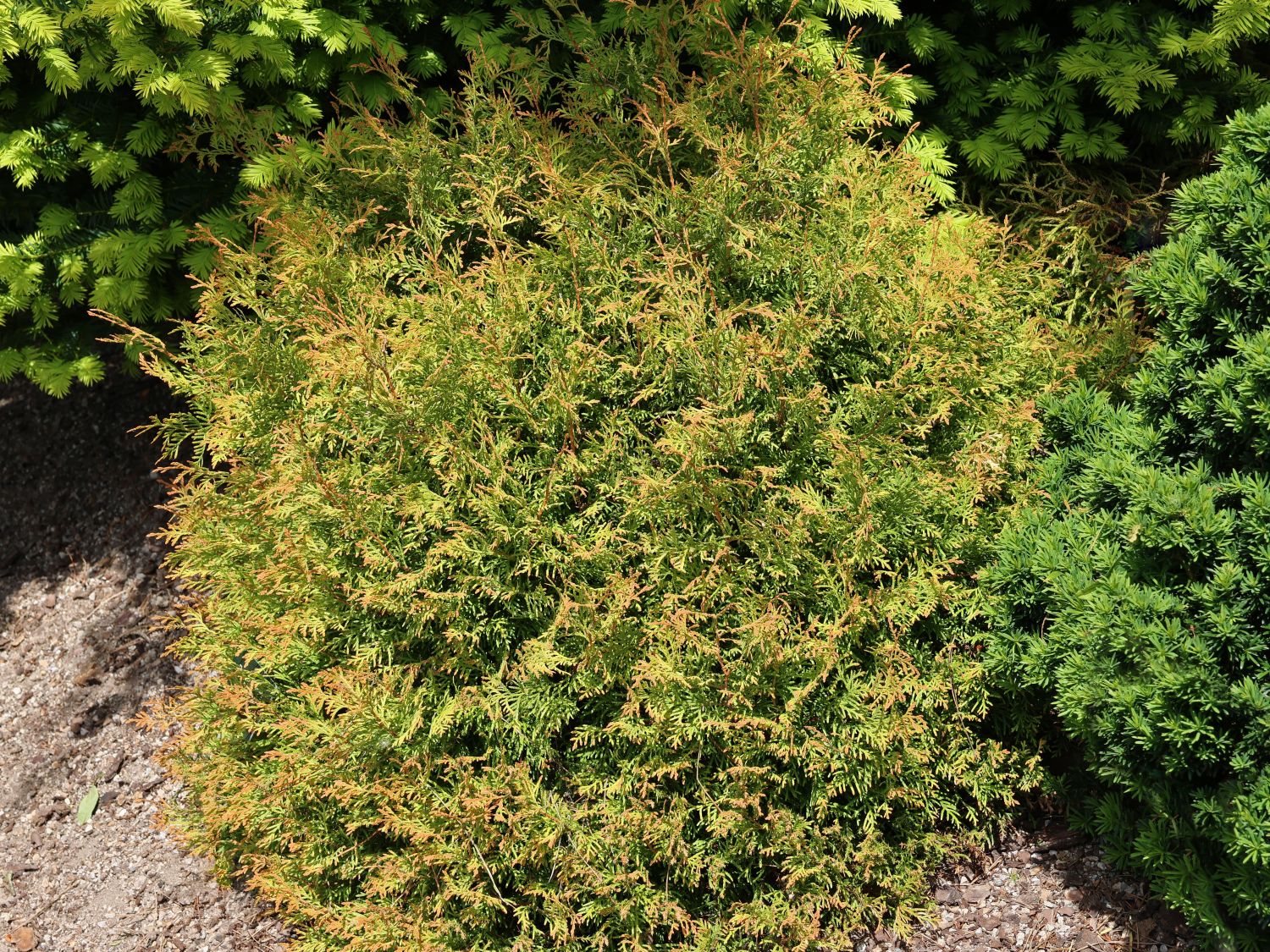 Abendländischer Lebensbaum 'Fire Chief' - Thuja occidentalis 'Fire Chief'