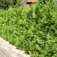 Abendländischer Lebensbaum - Thuja occidentalis