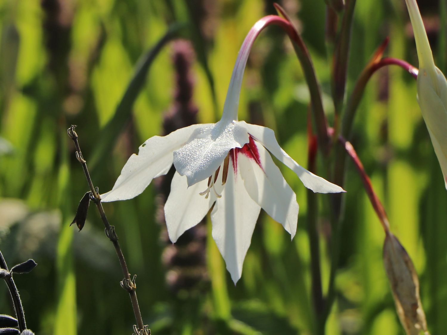 Gladiolen (Gladiolus)