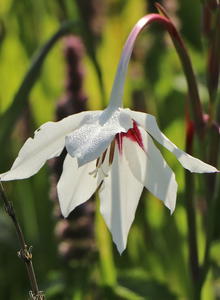 Gladiolen (Gladiolus)