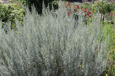 Absinth / Echter Wermut - Artemisia absinthium