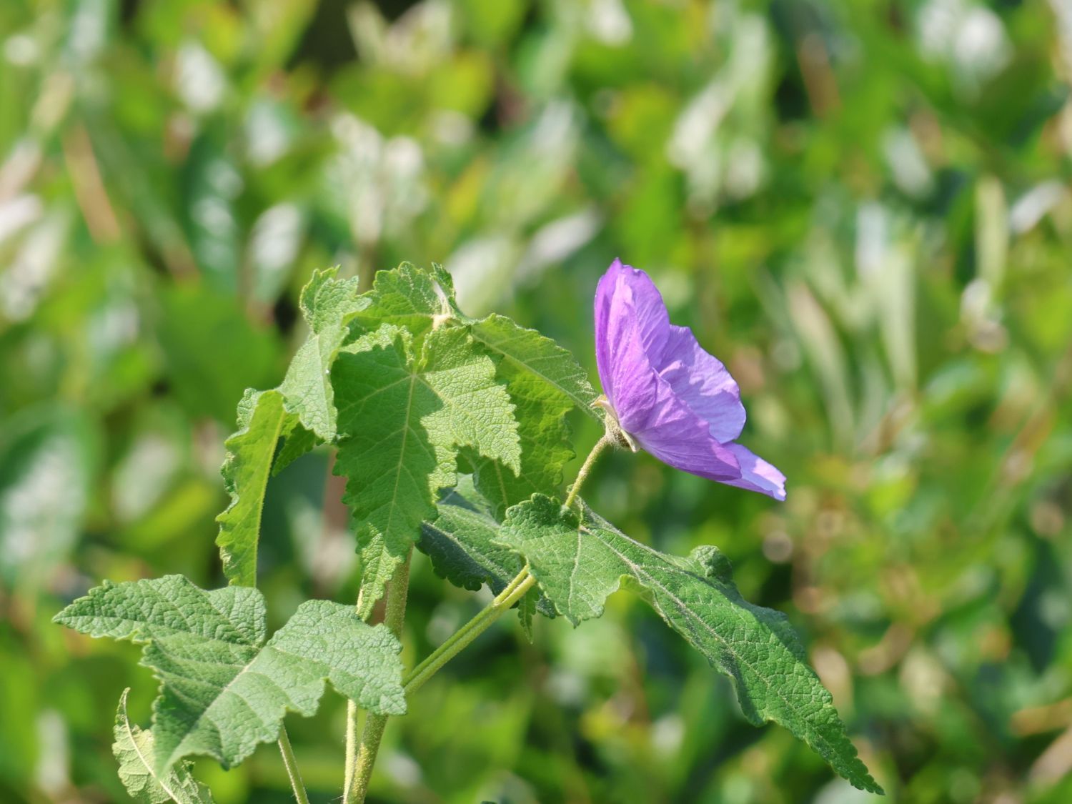Corynabutilon (Corynabutilon)