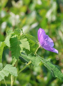Corynabutilon (Corynabutilon)