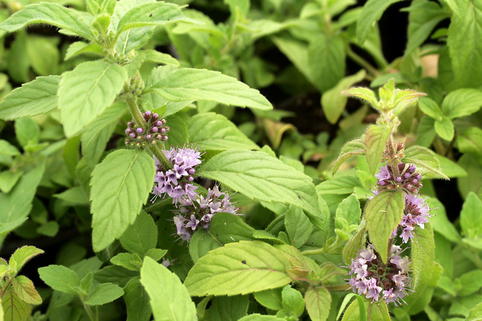 Acker-Minze - Mentha arvensis