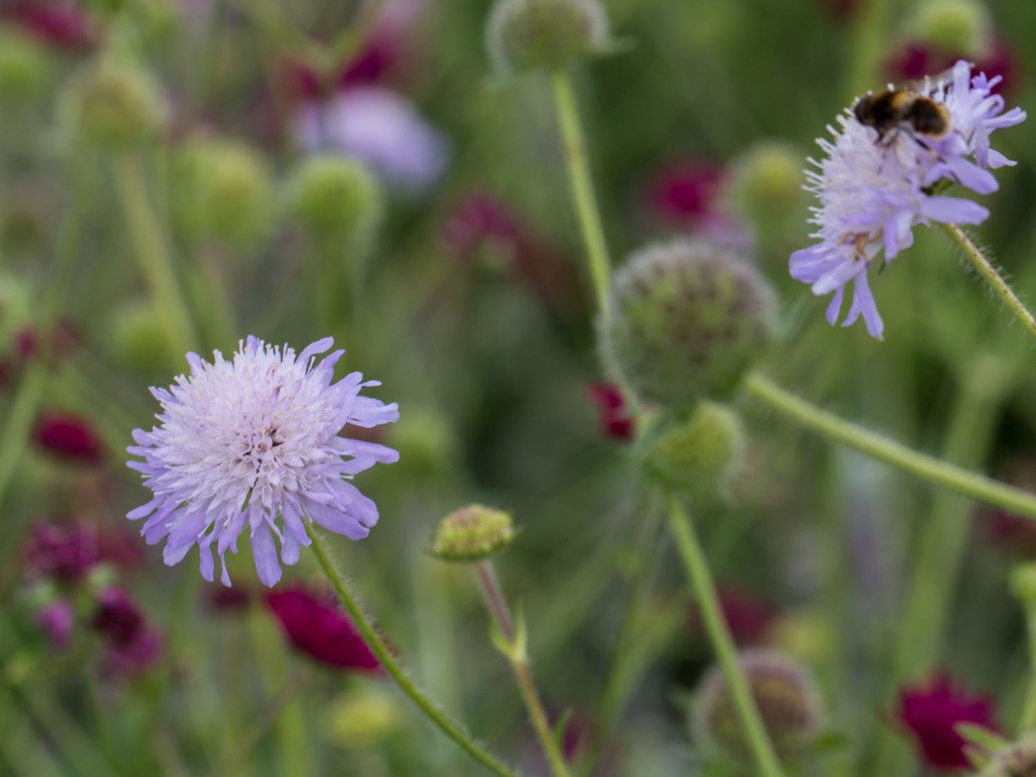 Witwenblumen (Knautia)