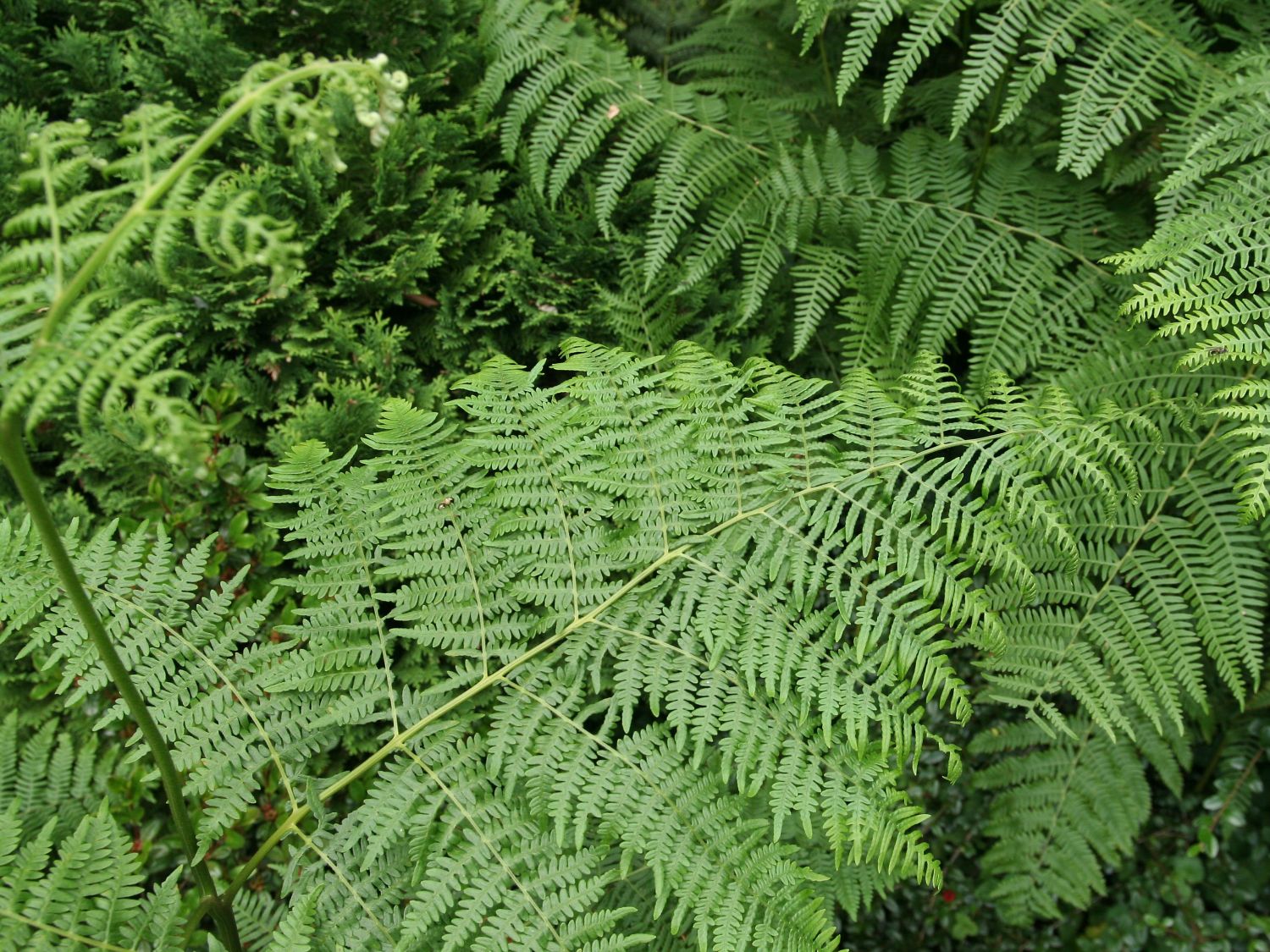 Adlerfarngewächse (Dennstaedtiaceae)