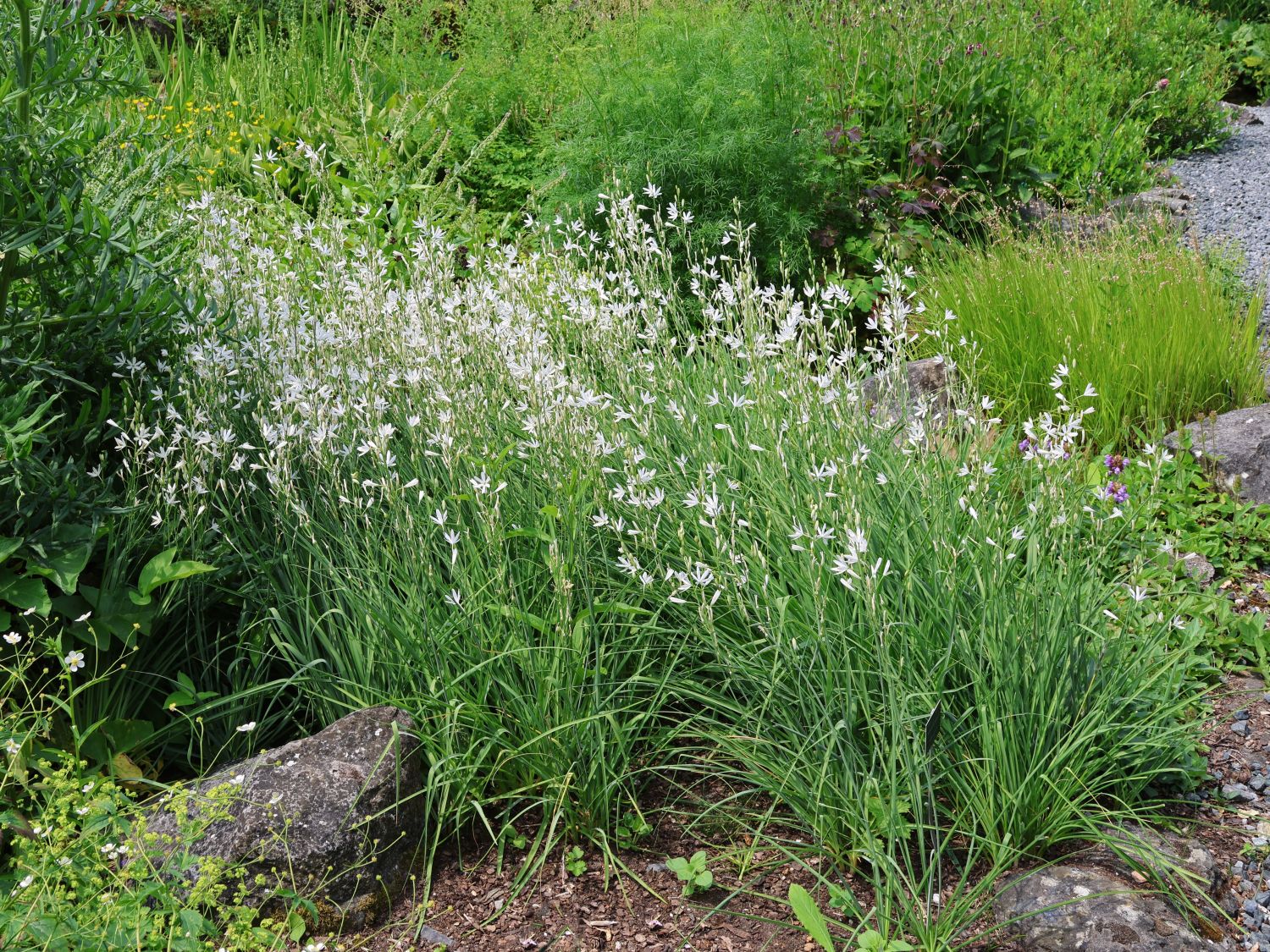 Ästige Graslilie / Rispige Graslilie - Anthericum ramosum