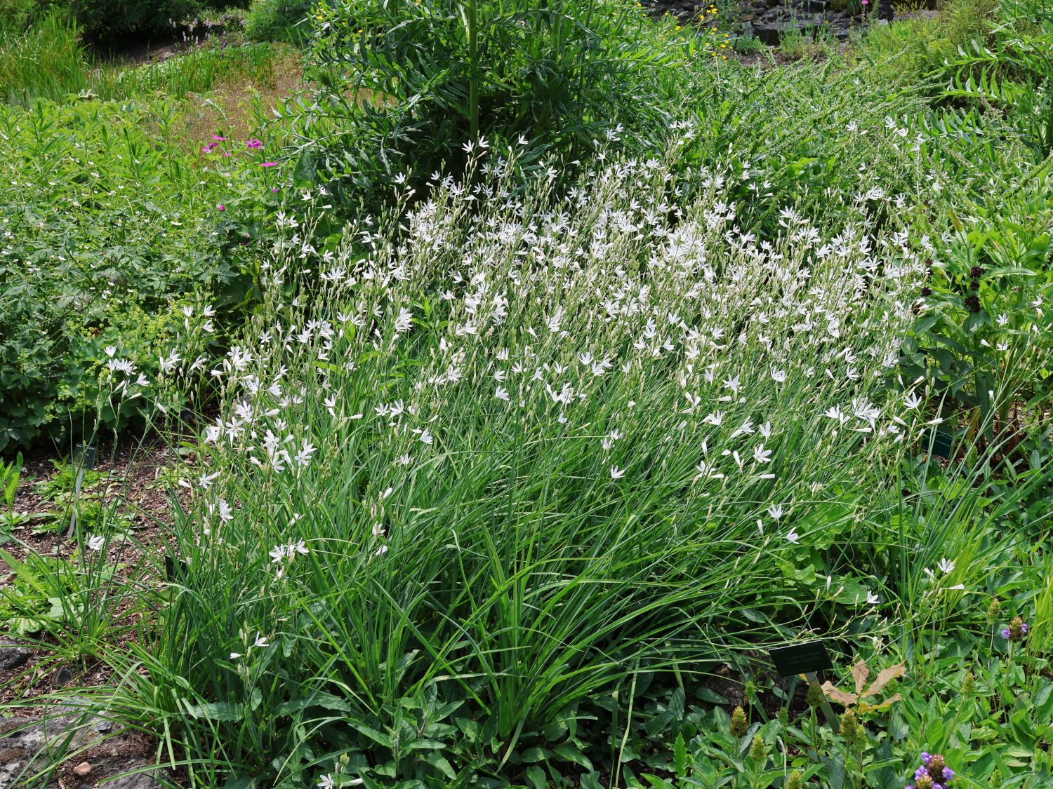 Graslilien (Anthericum)