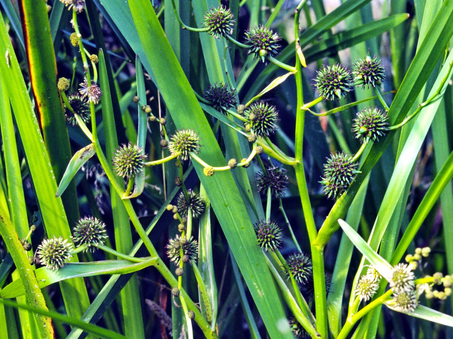 Ästiger Igelkolben - Sparganium erectum