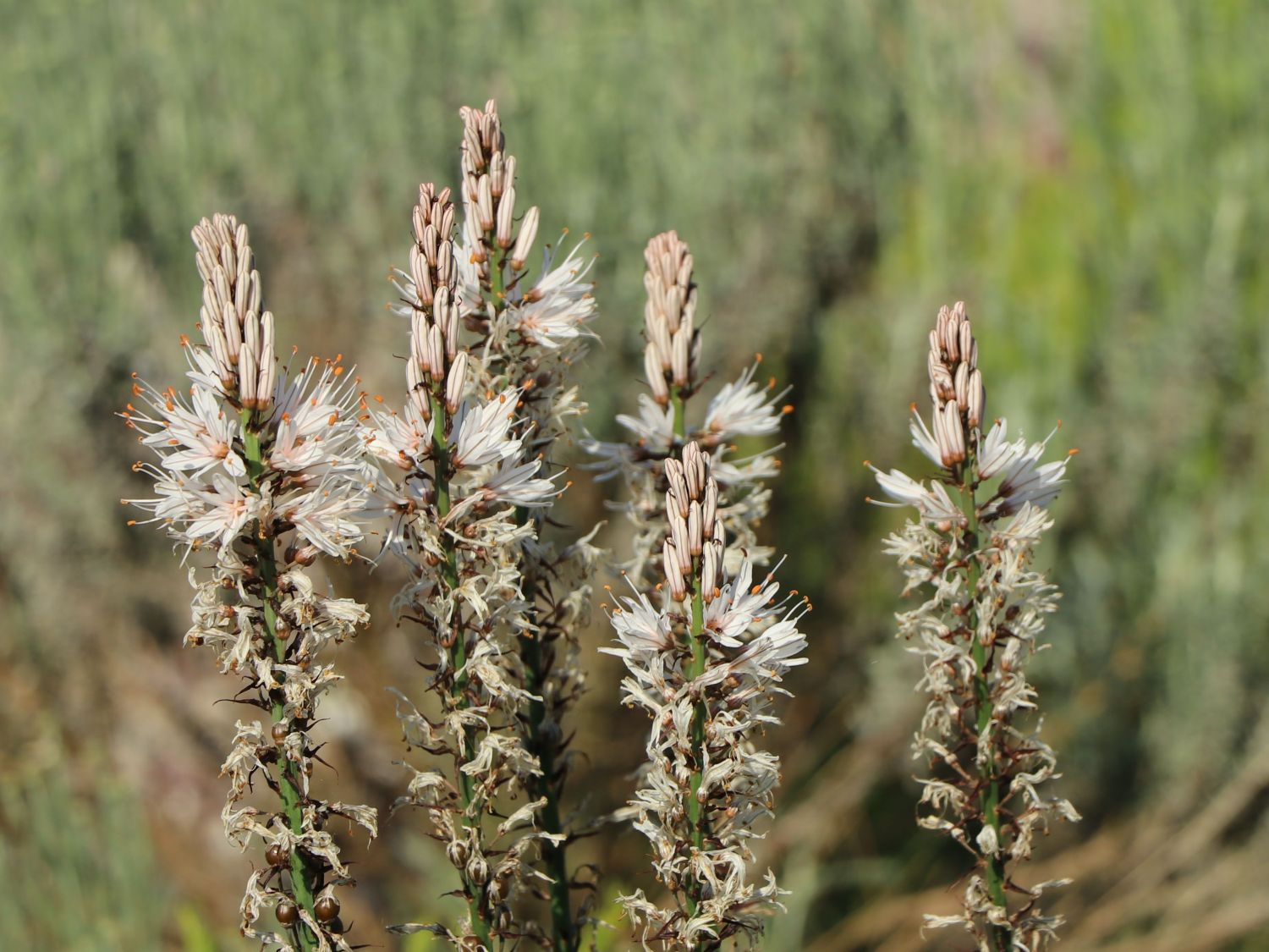 Affodill (Asphodelus)