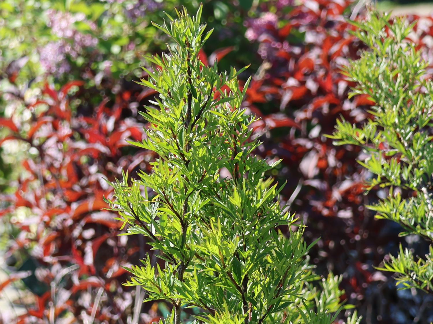 Afghanischer Flieder