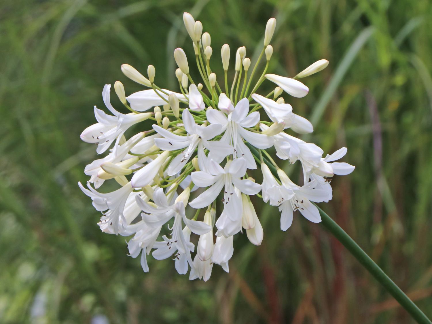 Afrika-Schmucklilie 'Bridal Bouquet' - Agapanthus africanus 'Bridal Bouquet'
