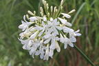 Afrika-Schmucklilie 'Bridal Bouquet' - Agapanthus africanus 'Bridal Bouquet'
