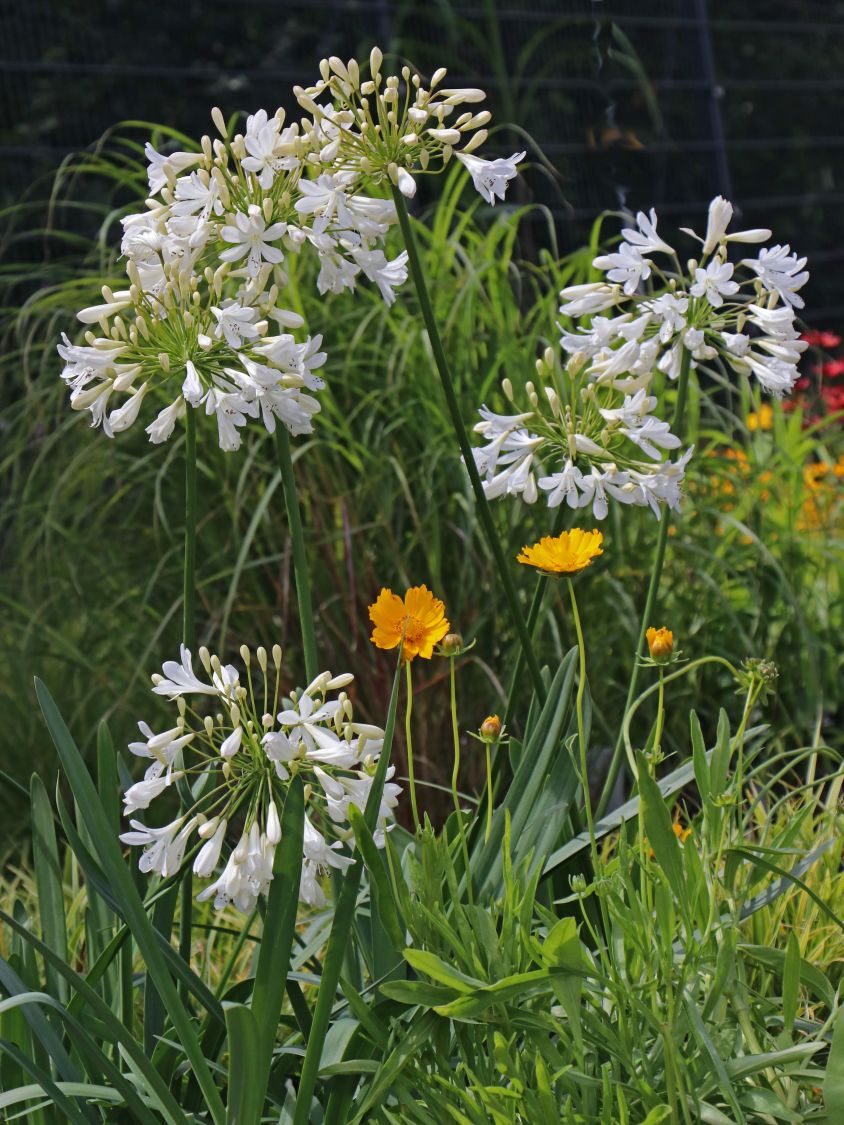Afrika-Schmucklilie 'Bridal Bouquet' - Agapanthus africanus 'Bridal Bouquet'